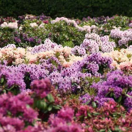 Haus Ammerland 2* Bad Zwischenahn